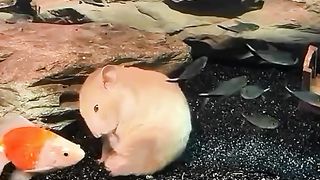 Woww.what is  this .fish and rat in aquarium