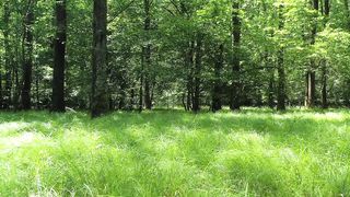 forest 4