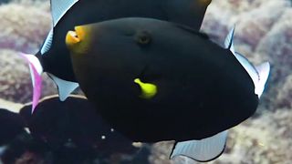 Fish world