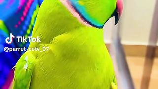 Cute parriot