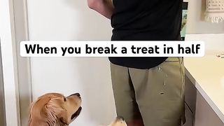 Didn’t know dogs could do this.