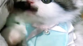 Adorable Cute Baby Kittens