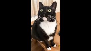 Funniest Cats and Dogs Videos ???????? || ???????? Hilarious Animal Compilation