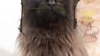 Cute Cat Squad Ready to Fight
