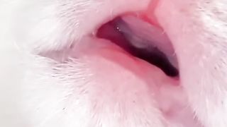 Cute Baby Cat Sleeping Soundly