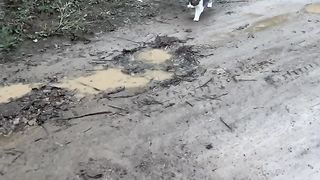 农村放猫人