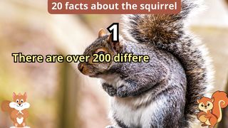 20 Facts about animals