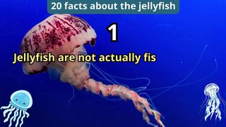 20 Facts about jellyfish