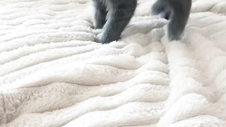 Cats 09