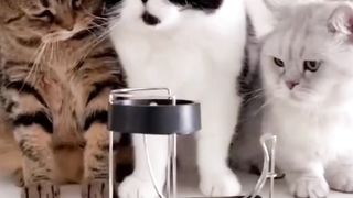Focus on The Cute and Cute Facial Expressions of Striped Cats