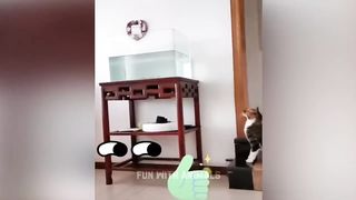Смешные питомцы из тик ток