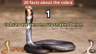 20 Facts about cobra