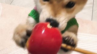 Dogs 09