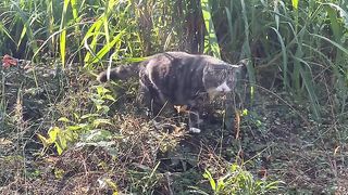 农村放猫人 2