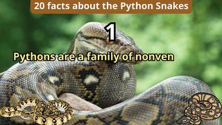 20 Facts about python snake