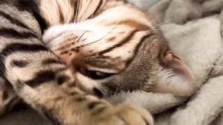 Ce que la positon de sommeil de ton chat révèle sur lui ????????