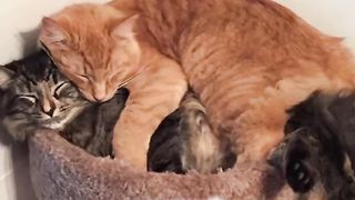 3 fausses idées sur les chats ????