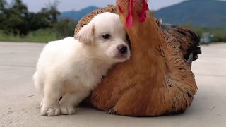 Dog & Chicken 01