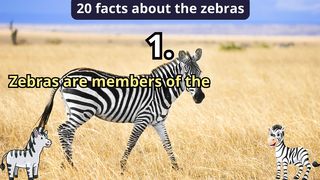 20 Facts about zebra