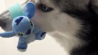 Dogs 10