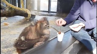 Funny Monkey Viral Video 91
