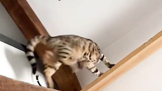 7 signes que ton chat est très malheureux ????????