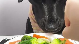 Funny Dog Viral Video 75