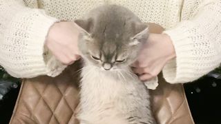 Cats 10