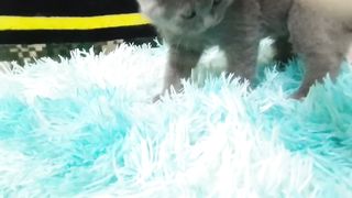 Cats 11