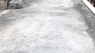 Funny Dogs Viral Video