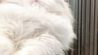 Cats 12