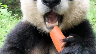 Panda eats carrots