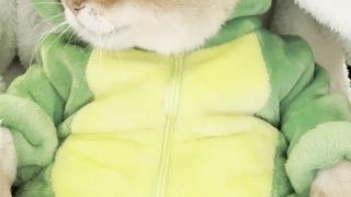 Cats 13