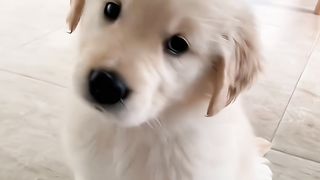 Dogs 11