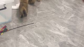 Cats 14