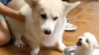 Video anak anjing yang sedang marah marah!! Lucu dan menggemaskan ????
