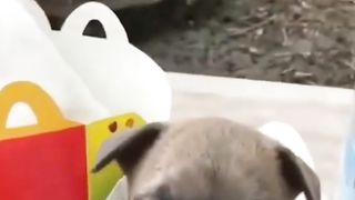 Video anak anjing yang sangat lucu dan menggemaskan ????