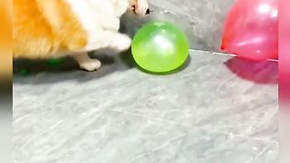Funny Dog Viral Video 76
