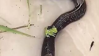 Snake fall down In tank . ???? rats and from climb on snake body watch out.