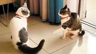 Funny Cat Viral Video 91