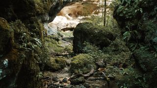 Serenity in Motion: Forest Nature Walk with Man - Stock Video Footage