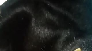 Cat playing 4