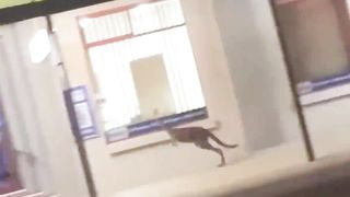 Hilarious Pet Compilation: A Collection of Adorable Antics
