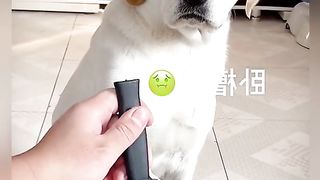 Funny Dog Viral Video 77