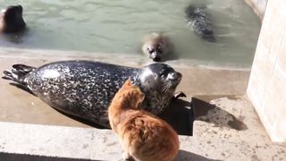 Hilarious Pet Compilation: Unleashing Laughter and Cuteness!