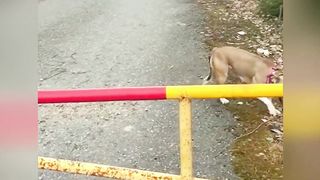 Hilarious Pet Compilation: Laughter Unleashed!