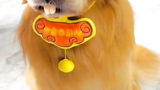 Funny Dog Viral Video 78