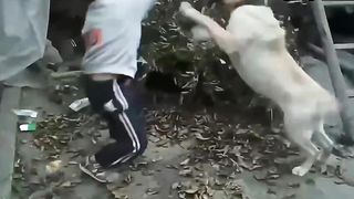 Hilarious Pet Compilation: Moments of Laughter and Cuteness