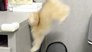 Hilarious Pet Compilation: The Comedy Show of Our Furry Friends