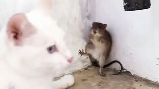 Cute Mouse Cornered By White Cat